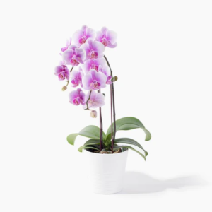 Send Gift Plants Online Malaysia