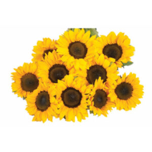 10 Stem Sunflower