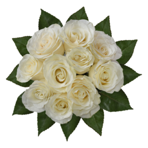 White Roses