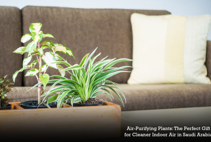 Air-Purifying Plants: The Perfect Gift for Cleaner Indoor Air in Saudi Arabia