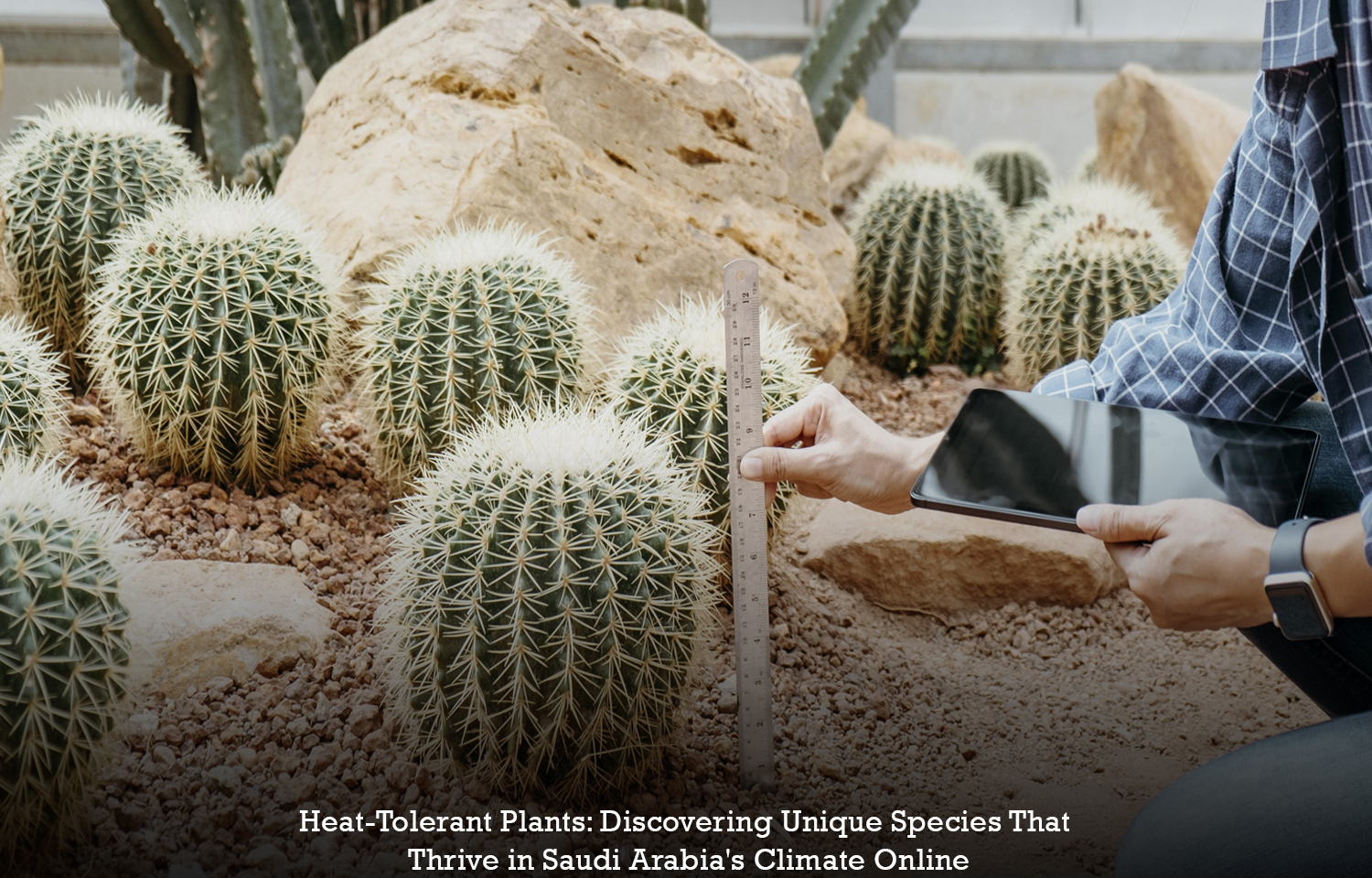 Heat-Tolerant Plants: Discovering Unique Species That Thrive in Saudi Arabia's Climate Online