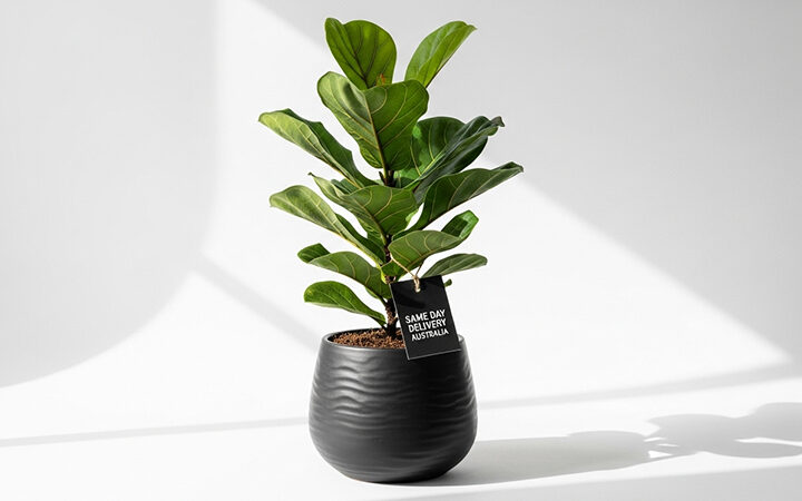 Same Day Plants Delivery Australia: Transforming Homes with Instant Greenery