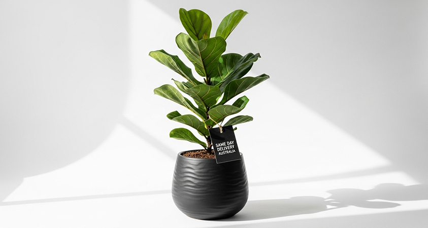 Same Day Plants Delivery Australia for fresh, beautiful greenery delivered fast. Order online with confidence from Brezze Gifts.